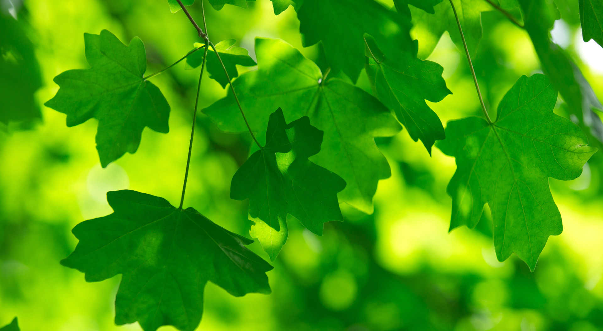 Green leaves intro